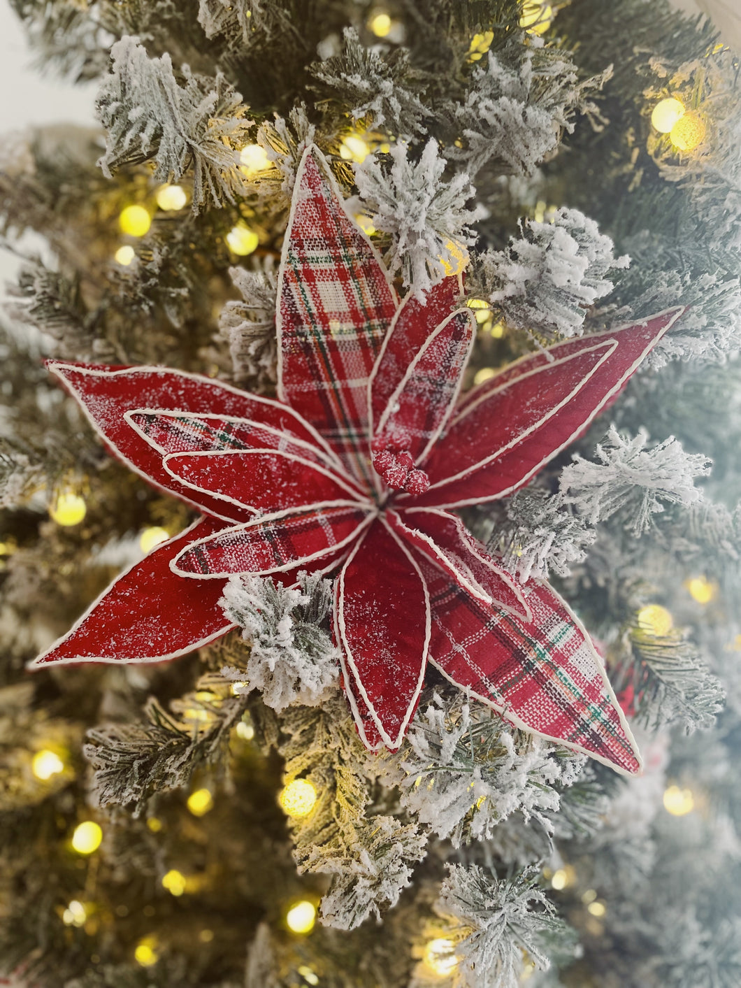 Frosted Tartan Poinsettia